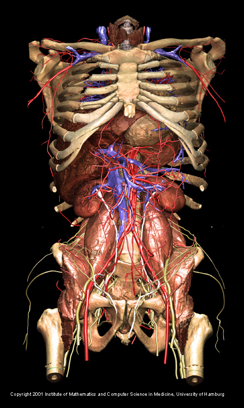 Gross Anatomy Secured Material